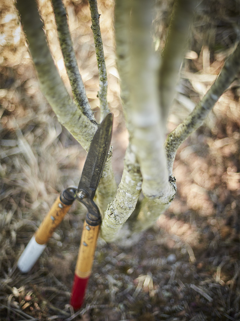 Detail image using shape colour and texture to illustrate the care taken growing and nurturing the trees.