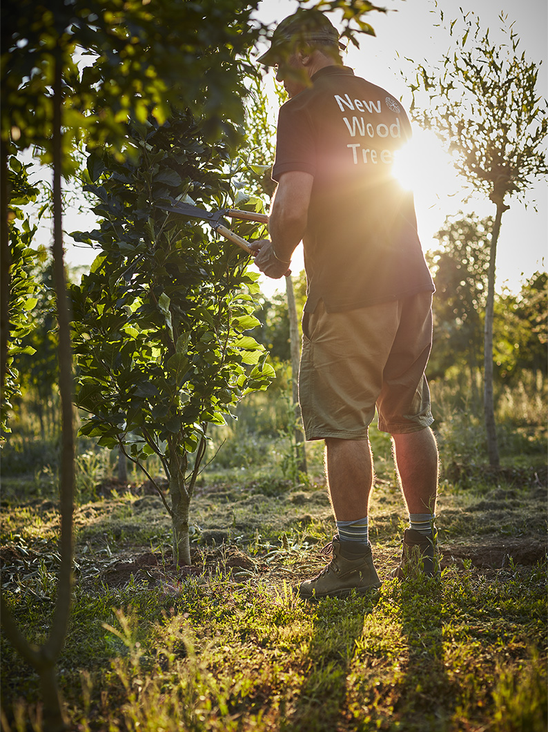 Part of a series of images using light to convey the dedication and care taken with each tree.